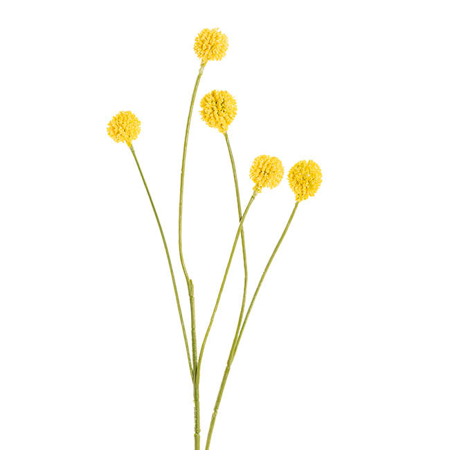 Billy Button Spray Yellow (3cmDx65cmH)