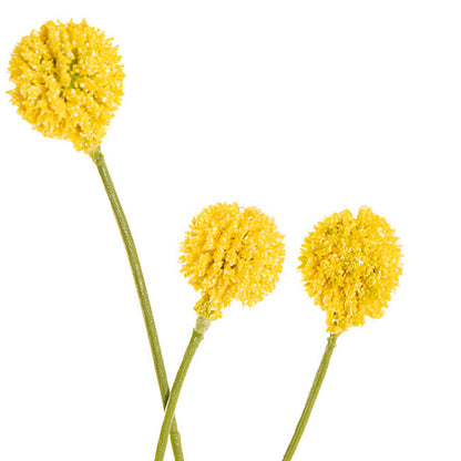 Billy Button Spray Yellow (3cmDx65cmH)