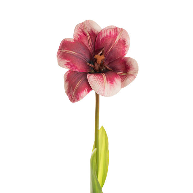 Tulip Stem Full Bloom Berry Red (11cmDx55cmH)