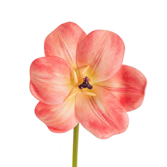 Tulip Stem Full Bloom Coral (11cmDx55cmH)
