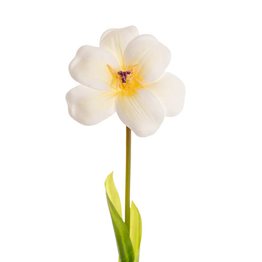 Tulip Stem Full Bloom White (11cmDx55cmH)