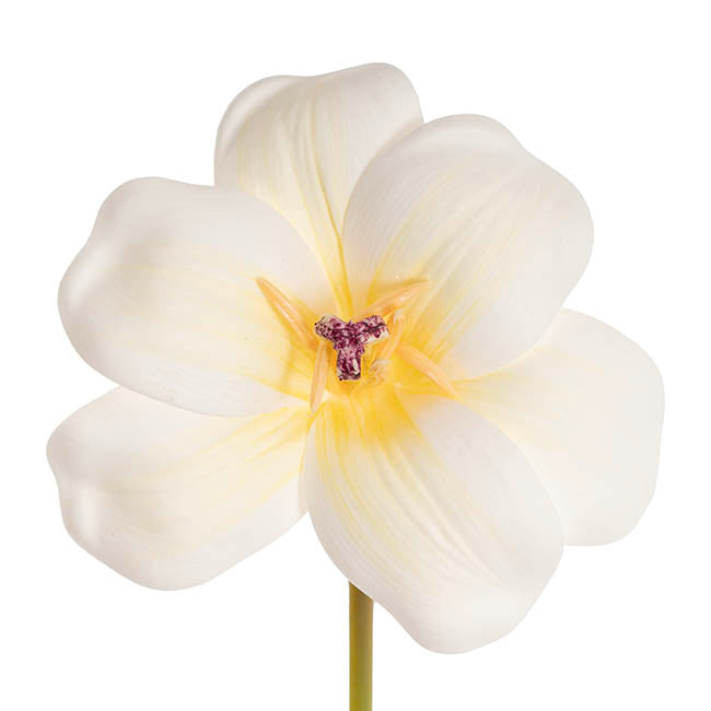 Tulip Stem Full Bloom White (11cmDx55cmH)