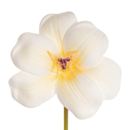 Tulip Stem Full Bloom White (11cmDx55cmH)