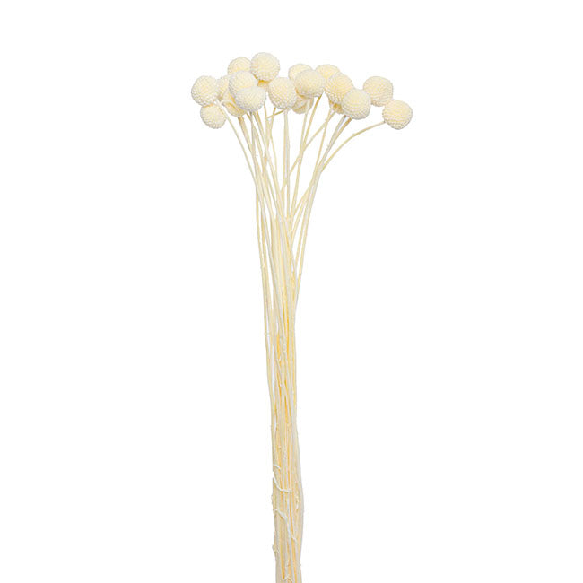 Preserved Dried Billy Button Bunch 20 Stems White