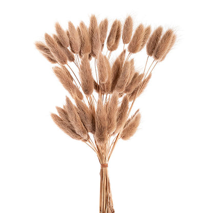 Preserved Dried Bunny Tail Bunch 60 Natural Brown