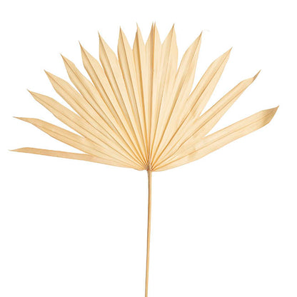 Preserved Dried Sun Cut Palm Leaf Light Beige (40-45cmH)