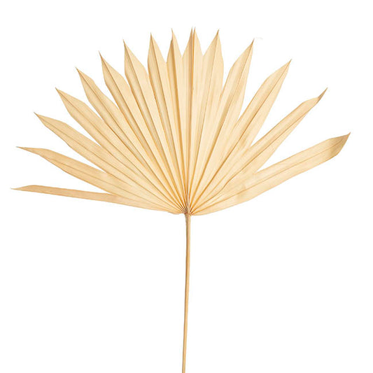 Preserved Dried Sun Cut Palm Leaf Light Beige (40-45cmH)