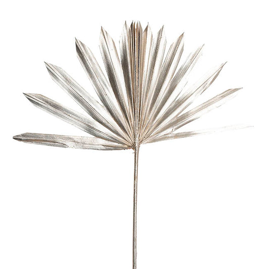 Preserved Dried Sun Cut Palm Leaf Champagne (40-45cmH)