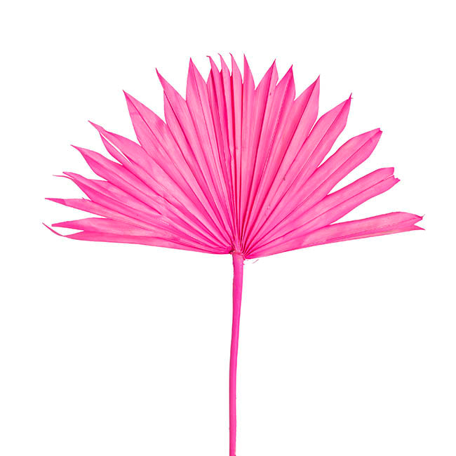 Preserved Dried Sun Cut Palm Leaf Hot Pink (40-45cmH)