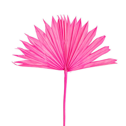 Preserved Dried Sun Cut Palm Leaf Hot Pink (40-45cmH)
