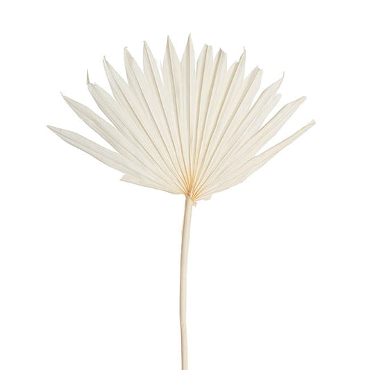 Preserved Dried Sun Cut Palm Leaf Bleach White (40-45cmH)