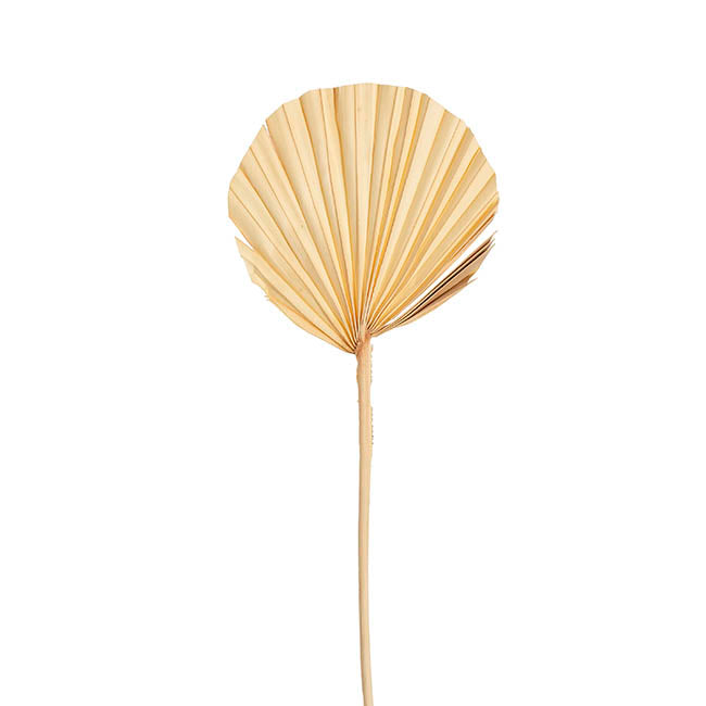 Preserved Dried Round Cut Palm Leaf Light Beige (40-45cmH)