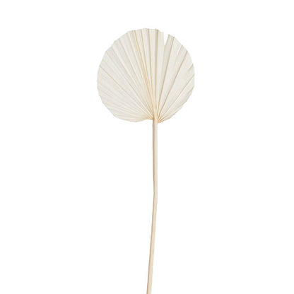 Preserved Dried Round Cut Palm Leaf Bleach White (40-45cmH)