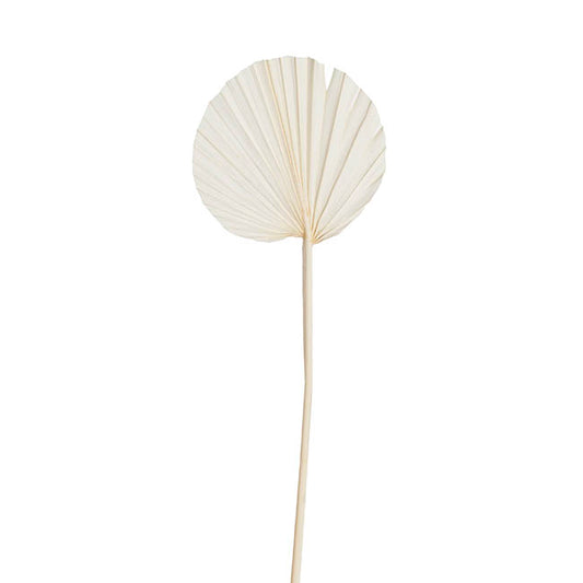 Preserved Dried Round Cut Palm Leaf Bleach White (40-45cmH)