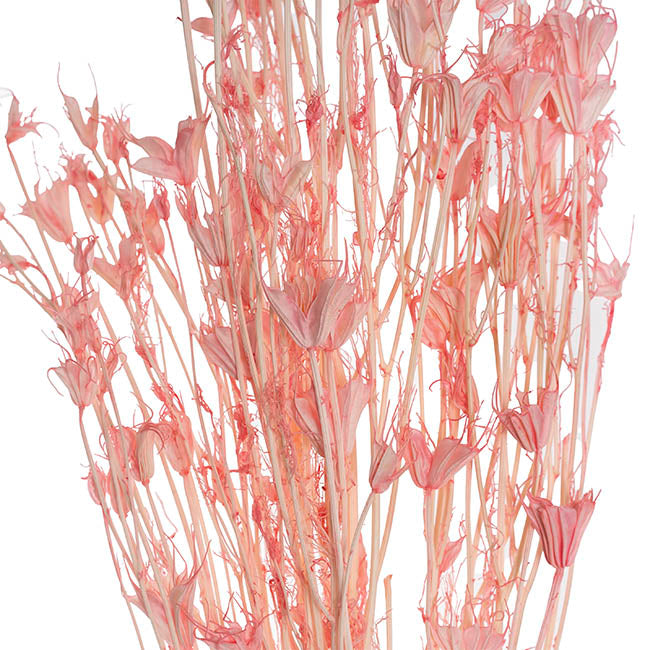Preserved Dried Nigella Soft Pink 50g (75cmH)