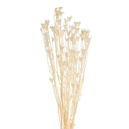 Preserved Dried Nigella White 50g (75cmH)