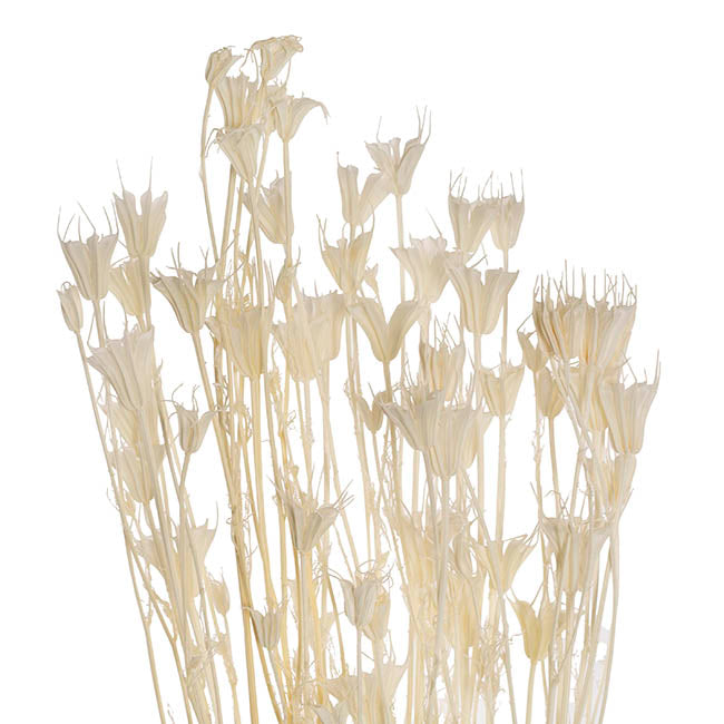 Preserved Dried Nigella White 50g (75cmH)