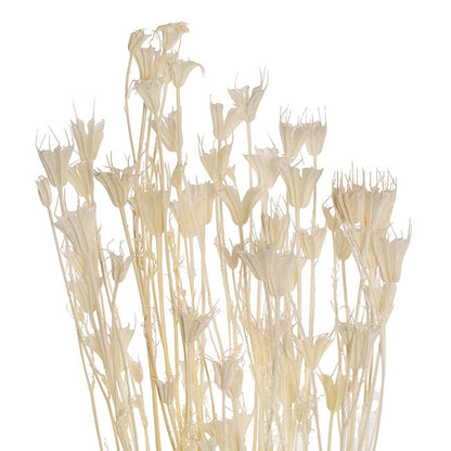 Preserved Dried Nigella White 50g (75cmH)