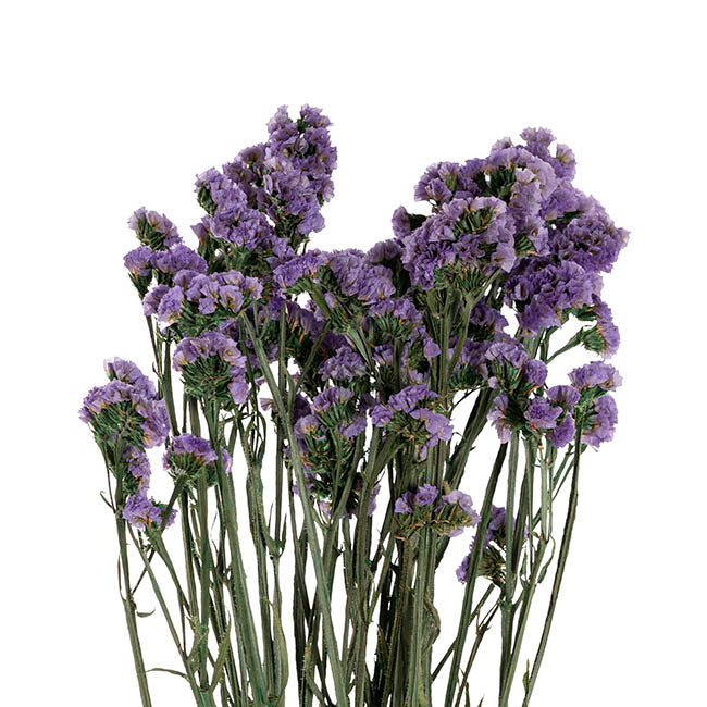 Preserved Dried Statice Sinuata Purple 120g (65cmH)