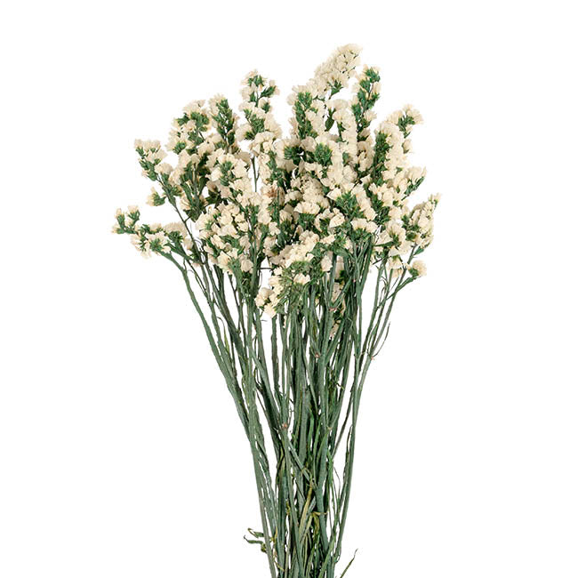Preserved Dried Statice Sinuata White 120g (65cmH)