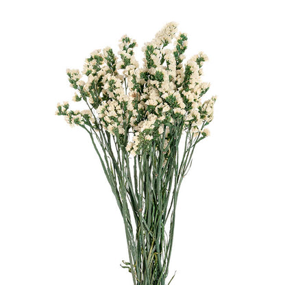 Preserved Dried Statice Sinuata White 120g (65cmH)