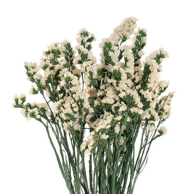 Preserved Dried Statice Sinuata White 120g (65cmH)
