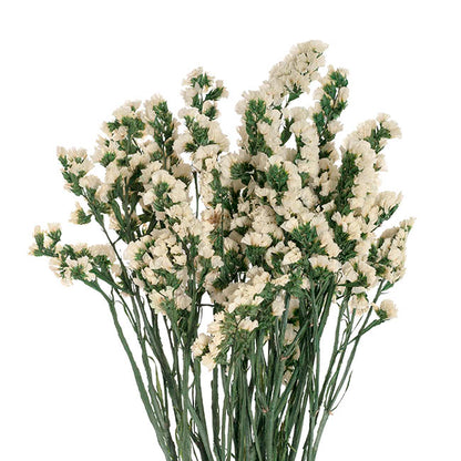 Preserved Dried Statice Sinuata White 120g (65cmH)