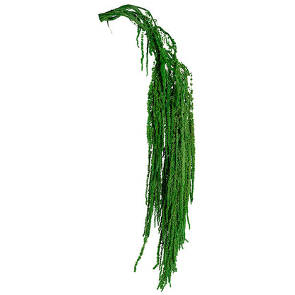 Preserved Dried Hanging Amaranthus 5 Stem Green (60-100cmH)