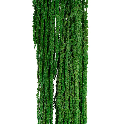 Preserved Dried Hanging Amaranthus 5 Stem Green (60-100cmH)
