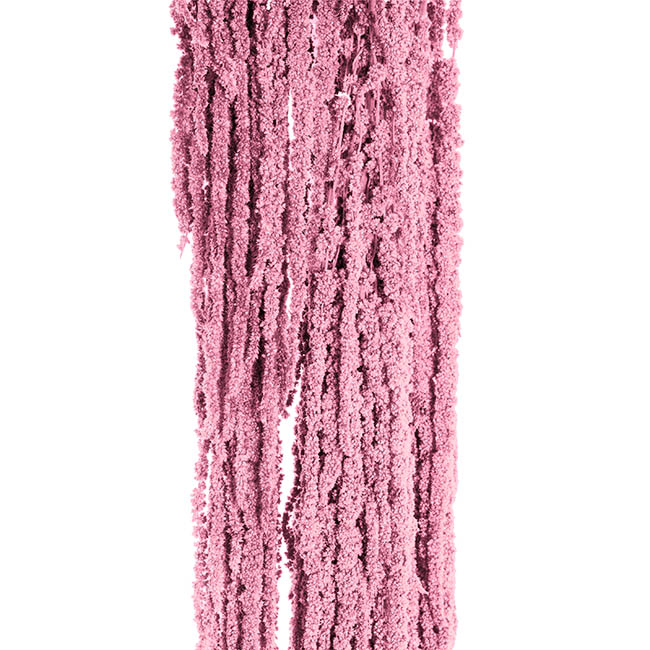 Preserved Dried Hanging Amaranthus 5 Stem Pink (60-100cmH)