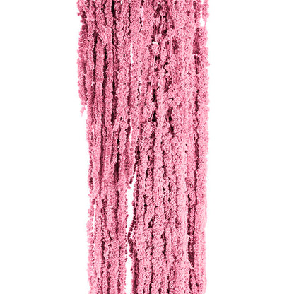 Preserved Dried Hanging Amaranthus 5 Stem Pink (60-100cmH)