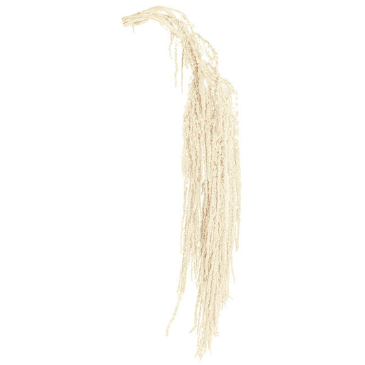 Preserved Dried Hanging Amaranthus 5 Stem White (60-100cmH)
