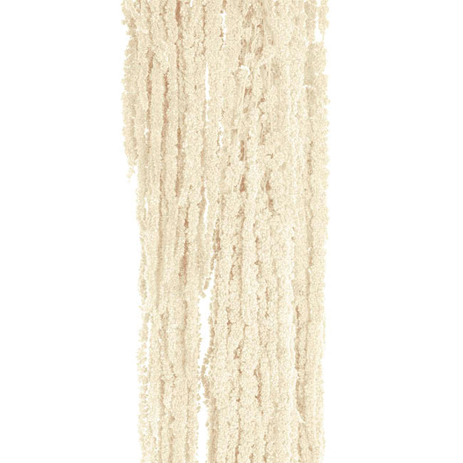 Preserved Dried Hanging Amaranthus 5 Stem White (60-100cmH)