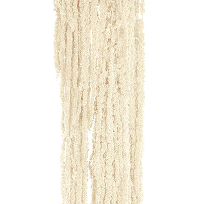 Preserved Dried Hanging Amaranthus 5 Stem White (60-100cmH)