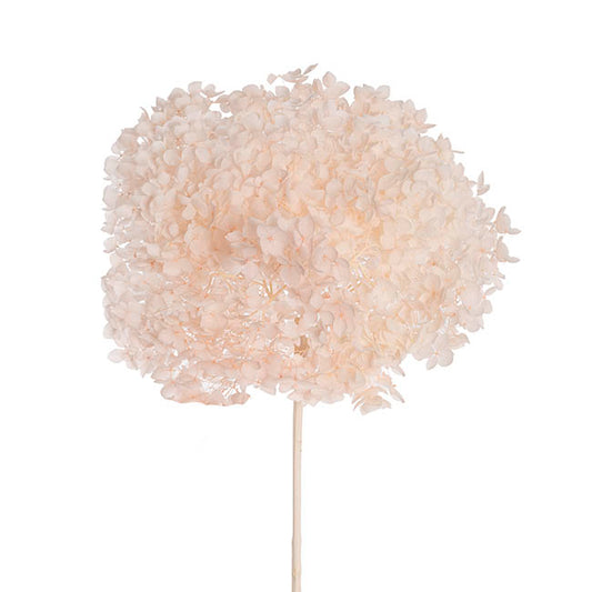 Preserved Dried Anna Hydrangea Stem Large Champagne (68cmH)