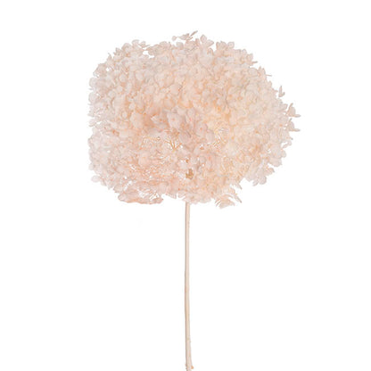 Preserved Dried Anna Hydrangea Stem Large Champagne (68cmH)