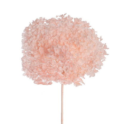 Preserved Dried Anna Hydrangea Stem Large Pale Pink (68cmH)