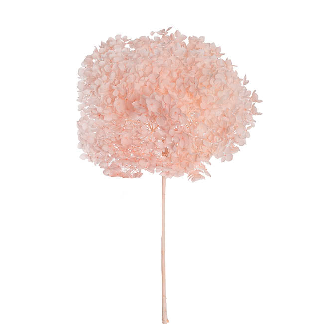 Preserved Dried Anna Hydrangea Stem Large Pale Pink (68cmH)