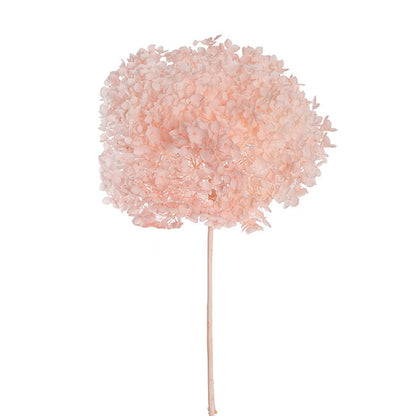Preserved Dried Anna Hydrangea Stem Large Pale Pink (68cmH)