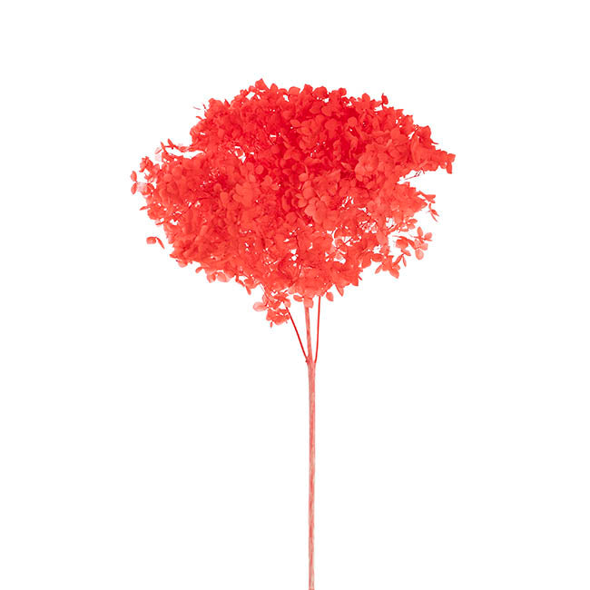 Preserved Dried Anna Hydrangea Stem Large Red (68cmH)