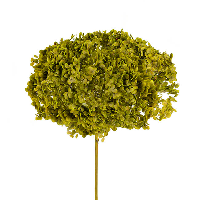 Preserved Dried Anna Hydrangea Stem Large Soft Green (68cmH)