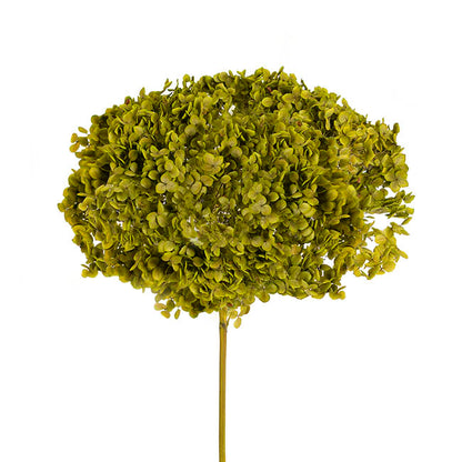 Preserved Dried Anna Hydrangea Stem Large Soft Green (68cmH)