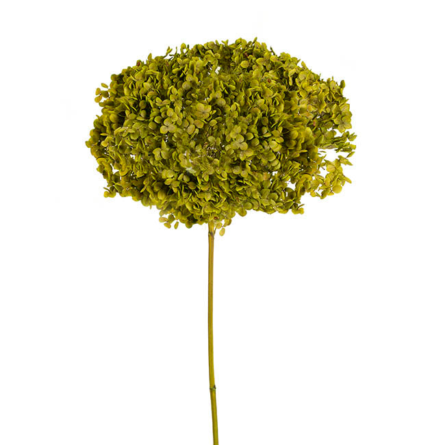 Preserved Dried Anna Hydrangea Stem Large Soft Green (68cmH)