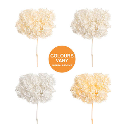 Preserved Dried Anna Hydrangea Stem Large White (68cmH)