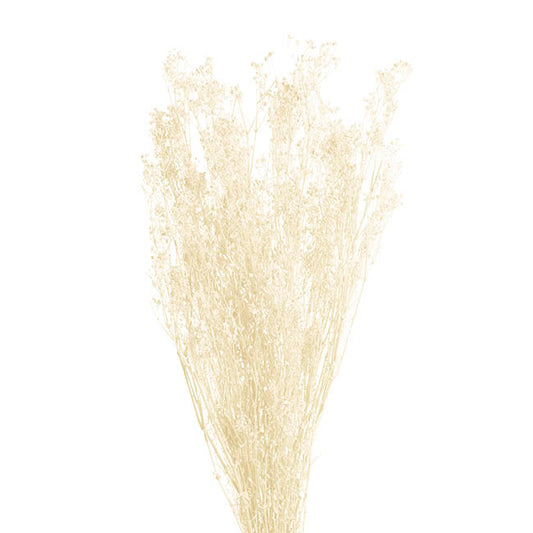 Preserved Dried Baby's Breath Bunch White (57cmH)