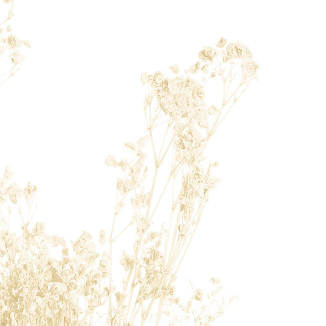 Preserved Dried Baby's Breath Bunch White (57cmH)