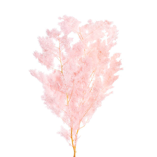 Preserved Dried Ming Fern Bunch 90g Soft Pink