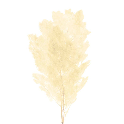 Preserved Dried Ming Fern Bunch 90g White