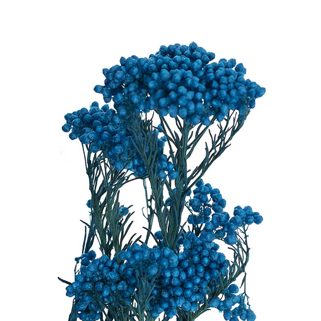 Preserved Dried Rice Flower Bunch 70g Blue