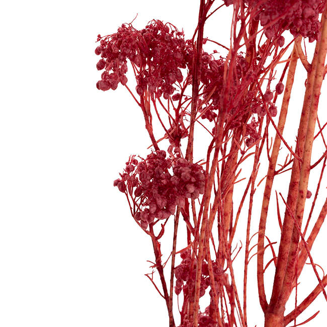 Preserved Dried Rice Flower Bunch 70g Wine